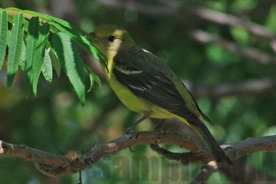 western tanager (f)
