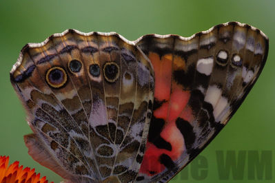 painted lady
Vanessa sp.
