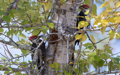 pileated woodpeckers
