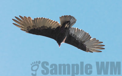 turkey vulture
