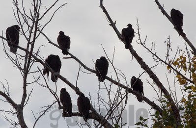 roosting vultures
