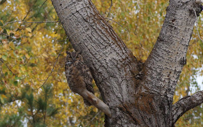 great-horned owl
