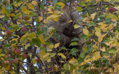 napping porcupine
