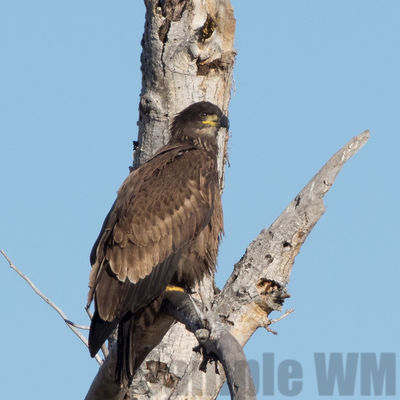 bald eagle (1st yr)
