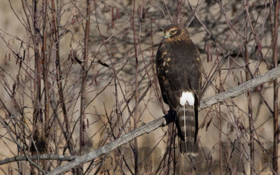 northern harrier (imm)
