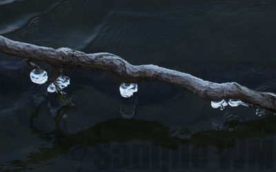 bitterroot river icicles

