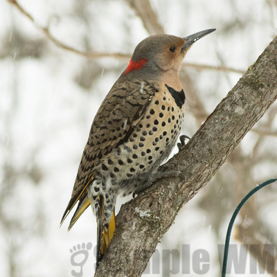 northern flicker 
yellow-shafted, first seen here 2018, probably intergrade
