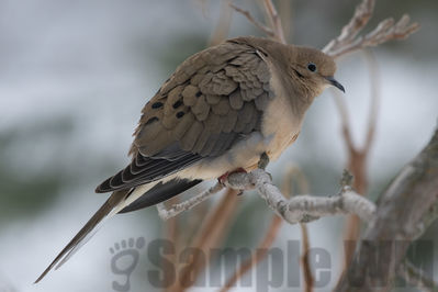 mourning dove
cold morning
