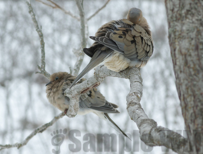mourning doves
wind chill's below zero
