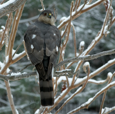 sharp-shinned hawk 
14" tall, 22" wing span, square tail, roundish head (could be a male cooper's hawk, both nest in the area)
