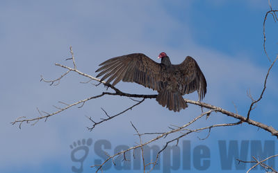 turkey vulture sunning

