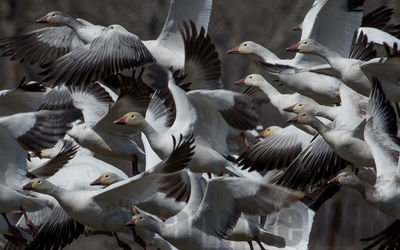 snow geese
