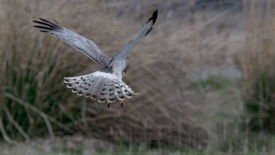 northern harrier (m)
