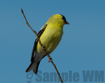 american goldfinch  (m)
