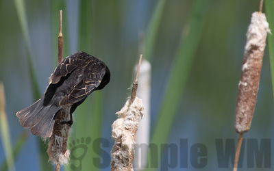 red-winged blackbird (f)
