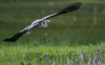 great blue heron
