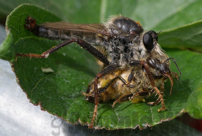 robber fly
robber fly eating a honeybee
Keywords: bee;fly