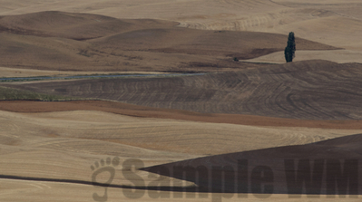 palouse, from steptoe
