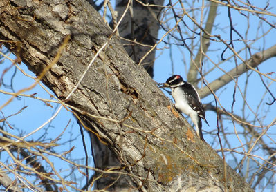 hairy woodpecker   m
Keywords: woodpecker;winter