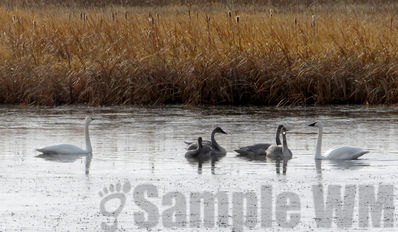 trumpeter(?) swans
family group in the fall
Keywords: fall;swans