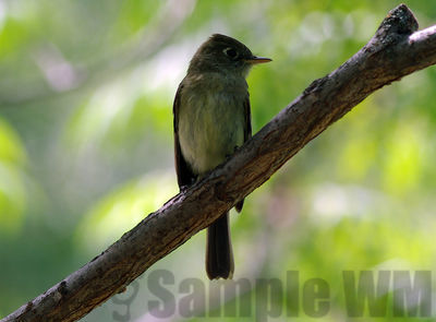 flycatcher 
western wood peewee?
