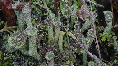 cladonia    cup lichen
