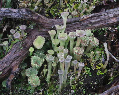 cladonia    cup lichen
