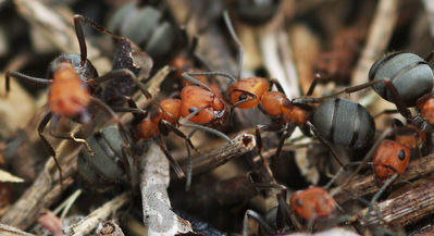 wood ants
formica sp
