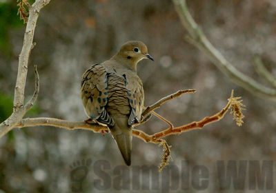 mourning dove
Keywords: dove