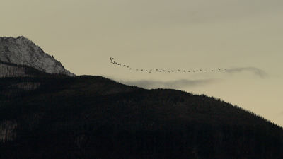 heading south
Keywords: geese: