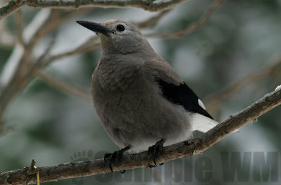 clark's nutcracker
Keywords: corvid