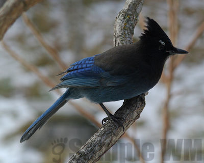 stellar's jay
Keywords: jay;corvid