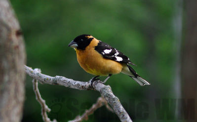 black-headed grosbeak  m
Keywords: grosbeak