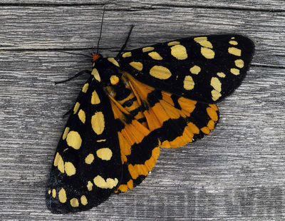 ranchman's tiger moth
platyprepia virginalis
