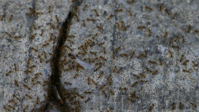 ants
