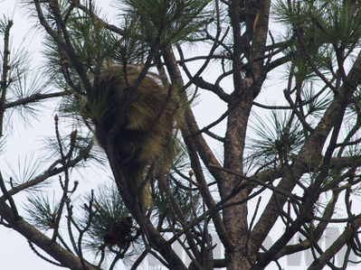 porcupine
Keywords: porcupine;winter