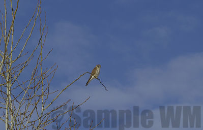 american kestrel
Keywords: kestrel