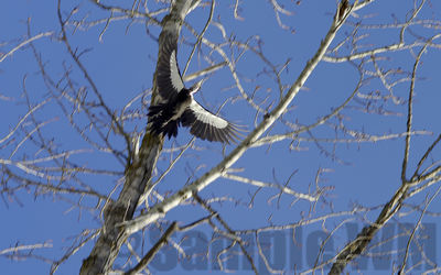 pileated woodpecker
Keywords: woodpecker;winter