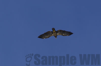 bald eagle   juv
Keywords: eagle;winter