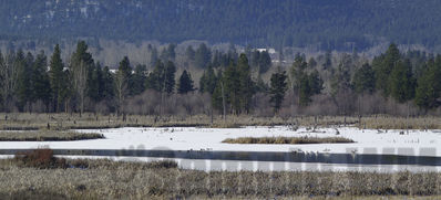 swans
Keywords: swan;winter