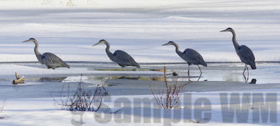 great blue heron
hunting in january
Keywords: heron;winter;triptych