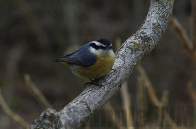 red-breasted nuthatch
Keywords: nuthatch