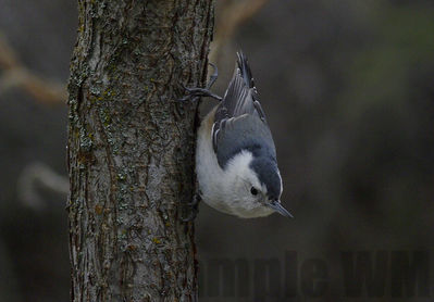 white-breasted nuthatch
Keywords: nuthatch