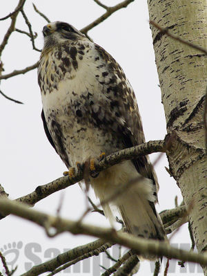 rough-legged hawk
Keywords: winter;hawk