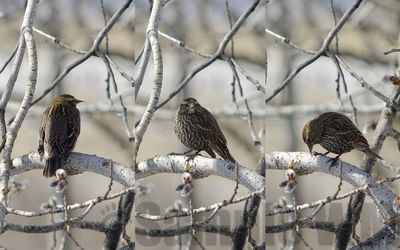red-winged blackbird  
female in spring
Keywords: redwing;triptych;spring