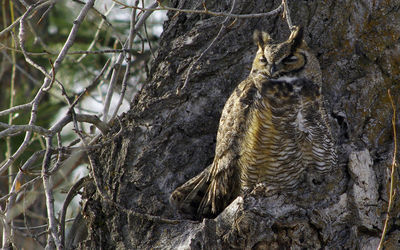 great horned owl
Keywords: owl