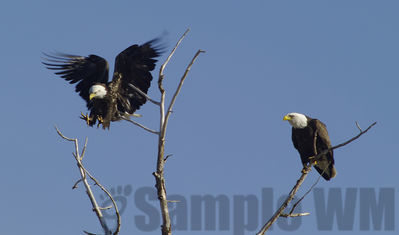 bald eagles
Keywords: eagle;spring;flying