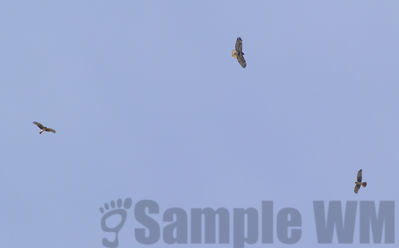 soaring hawks
immature red-tail, male harrier, female harrier
Keywords: hawk;harrier;redtail