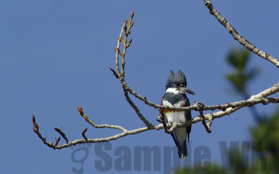belted kingfisher
Keywords: kingfisher;flying;summer