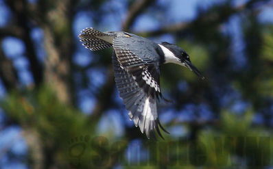 belted kingfisher
Keywords: kingfisher;summer;flying